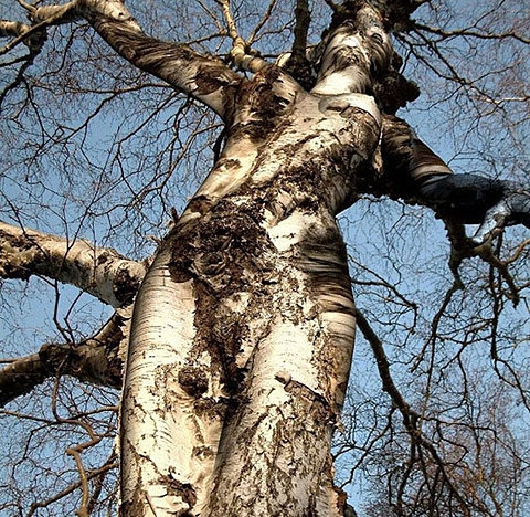 femme-arbre2.jpg